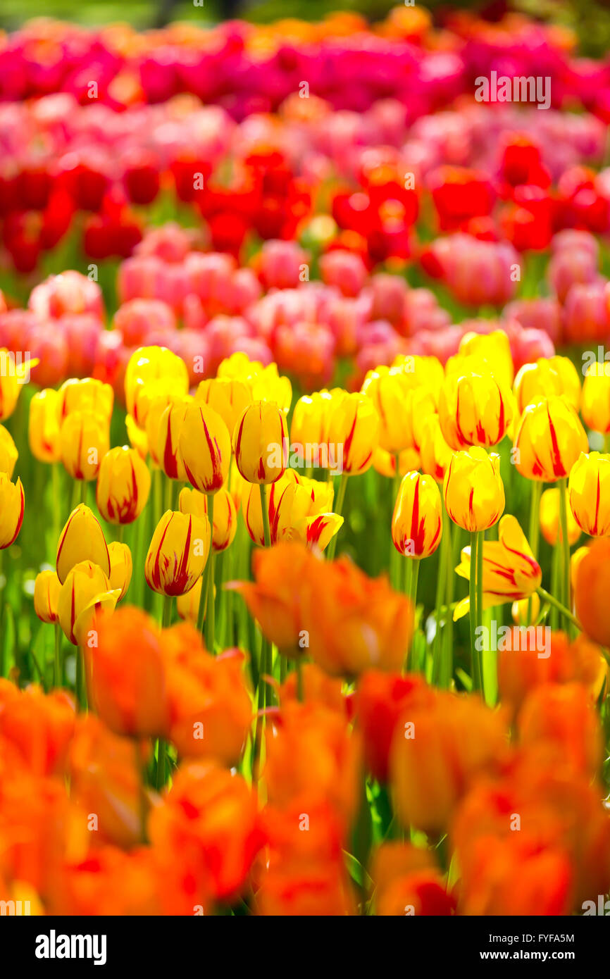 Tulipani mozzafiato sul display a Keukenhof, Paesi Bassi. Keukenhof è anche noto come il giardino d'Europa ed è uno del mondo Foto Stock