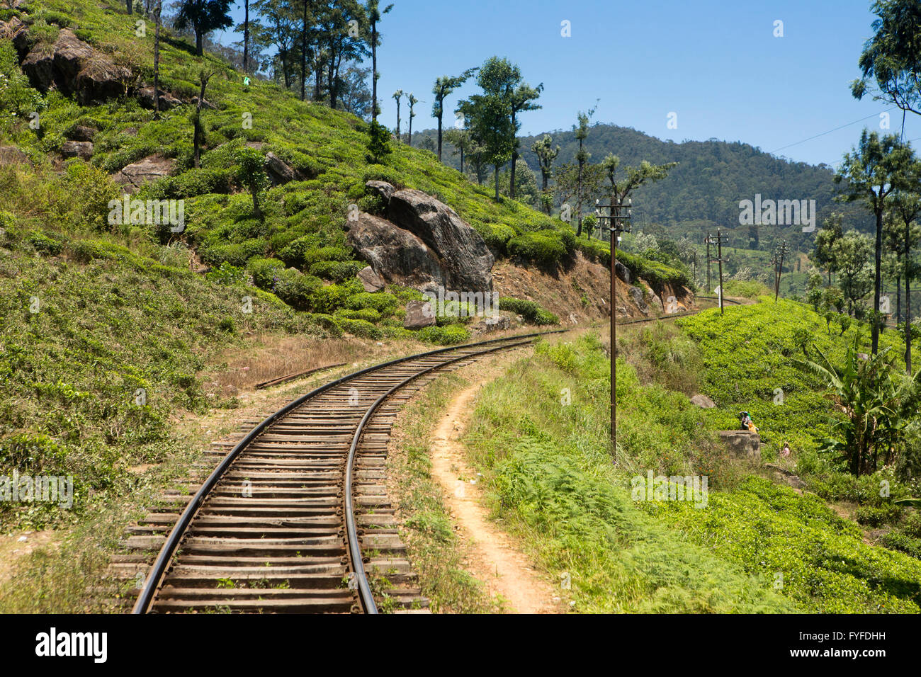 Sri Lanka, Haputale, highland linea ferroviaria che passa attraverso la piantagione di tè Foto Stock