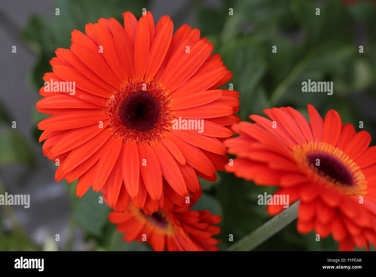Rosso fiore di Gerbera in un giardino a Bonn, Germania Foto Stock