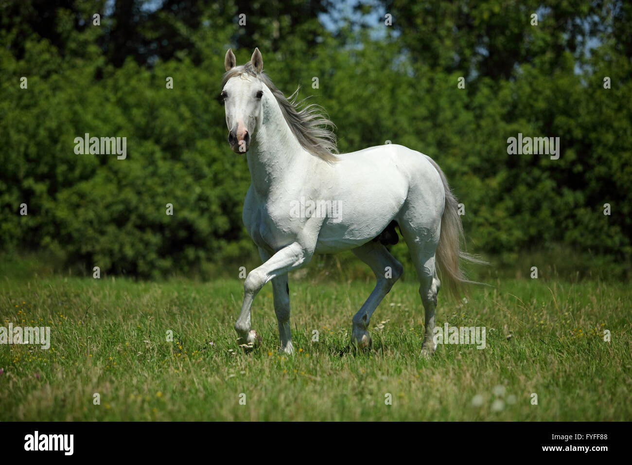 Bella bianco cavallo di razza in fattoria Foto Stock