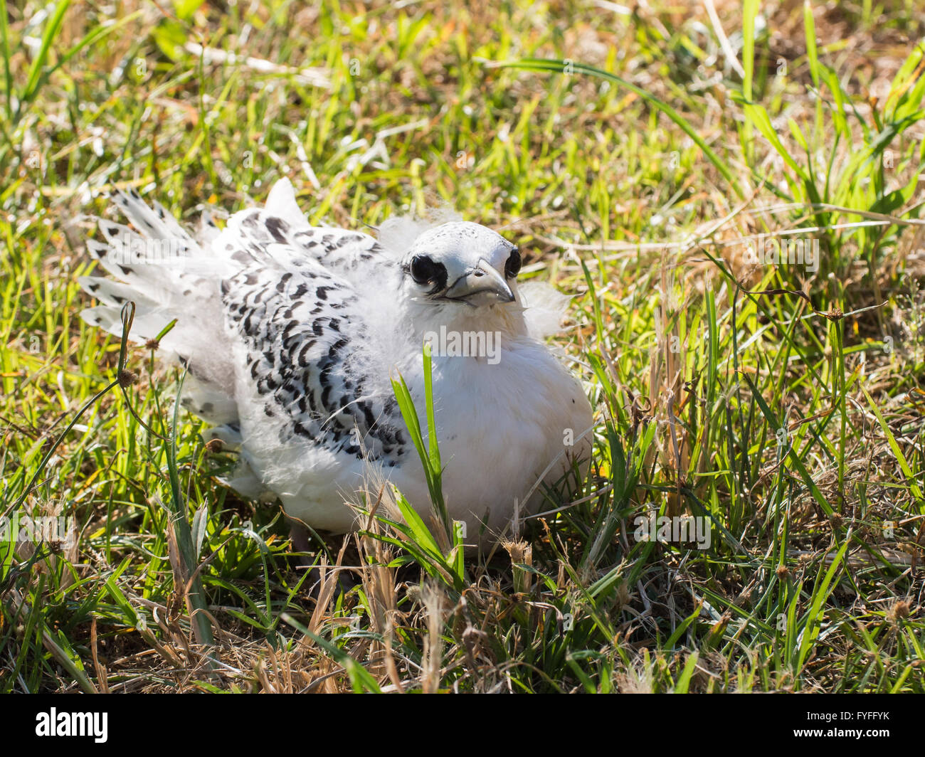 Tropic Bird pulcino che ha lasciato il nido troppo presto, l'isola di Christmas, Australia Foto Stock