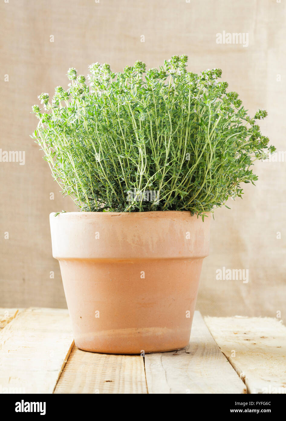 Timo comune pianta in vaso - Thymus vulgaris Foto Stock