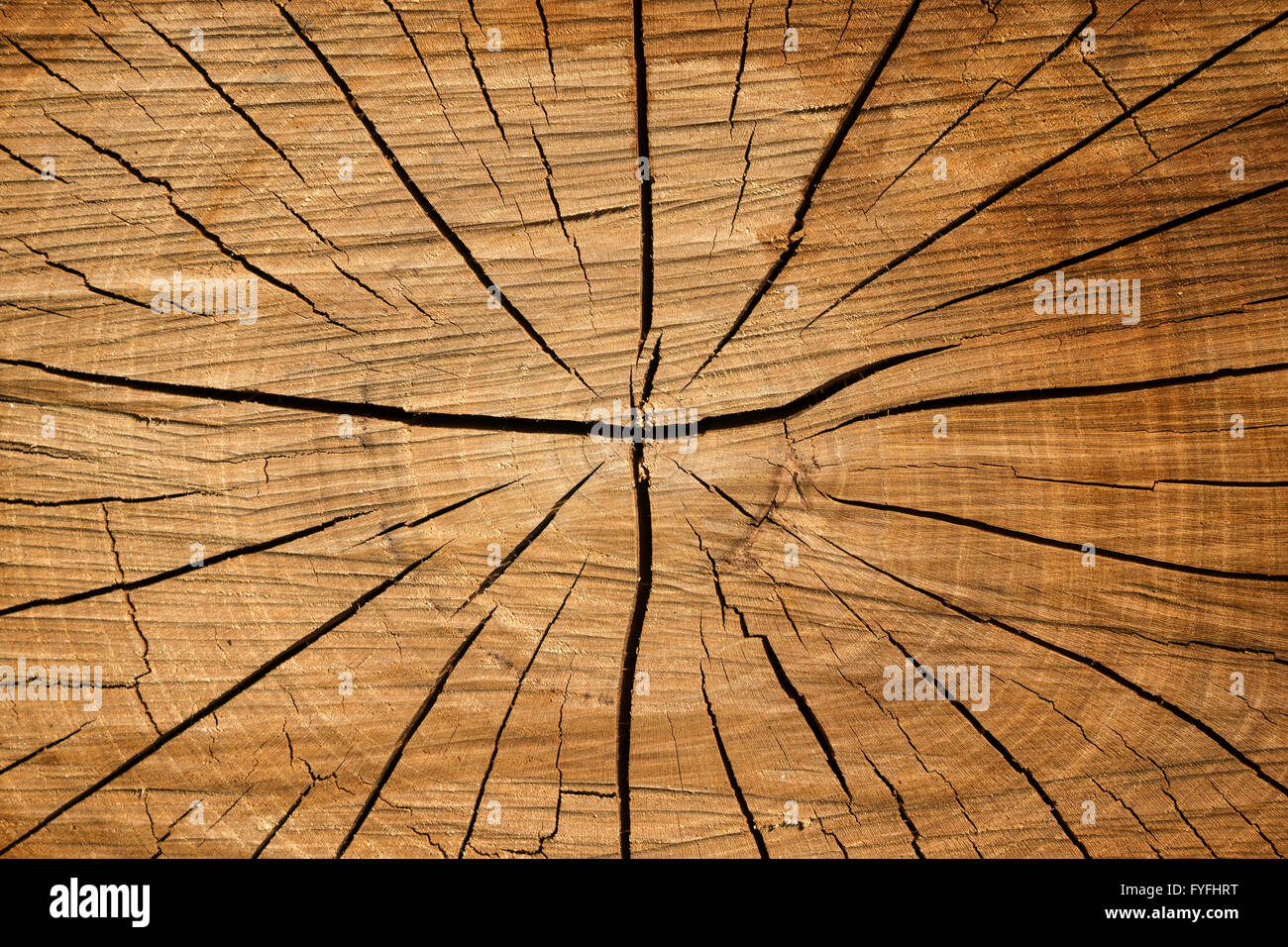 Tree fetta con spaccature in legno, Baden-Württemberg, Deutschland Foto Stock