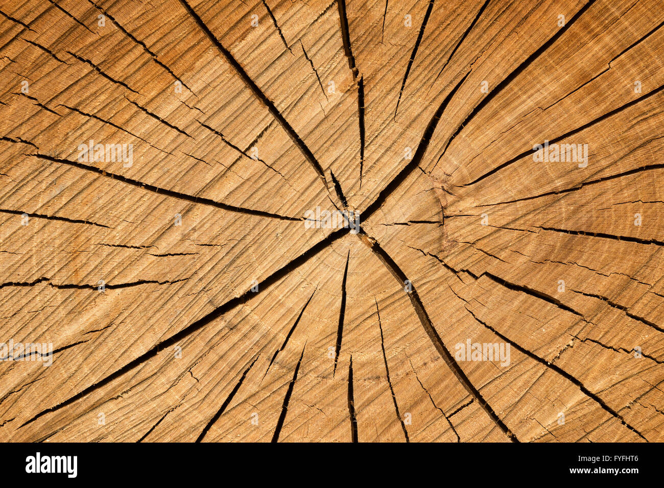 Tree fetta con spaccature in legno, Baden-Württemberg, Germania Foto Stock