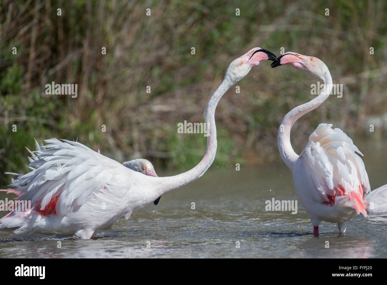 Maggiore i fenicotteri (Phoenicopterus roseus), Camargue, Francia Foto Stock