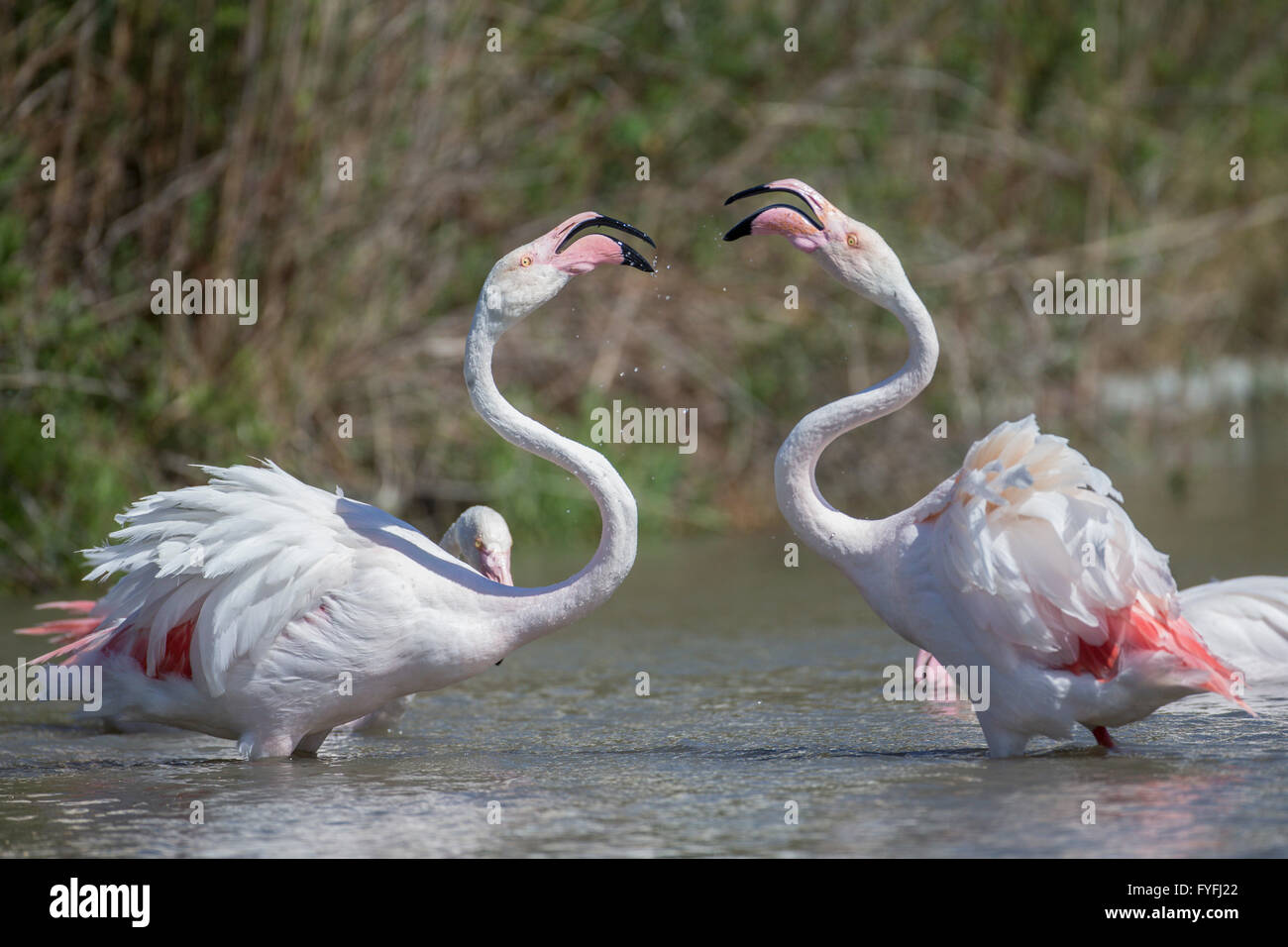 Maggiore i fenicotteri (Phoenicopterus roseus), Camargue, Francia Foto Stock