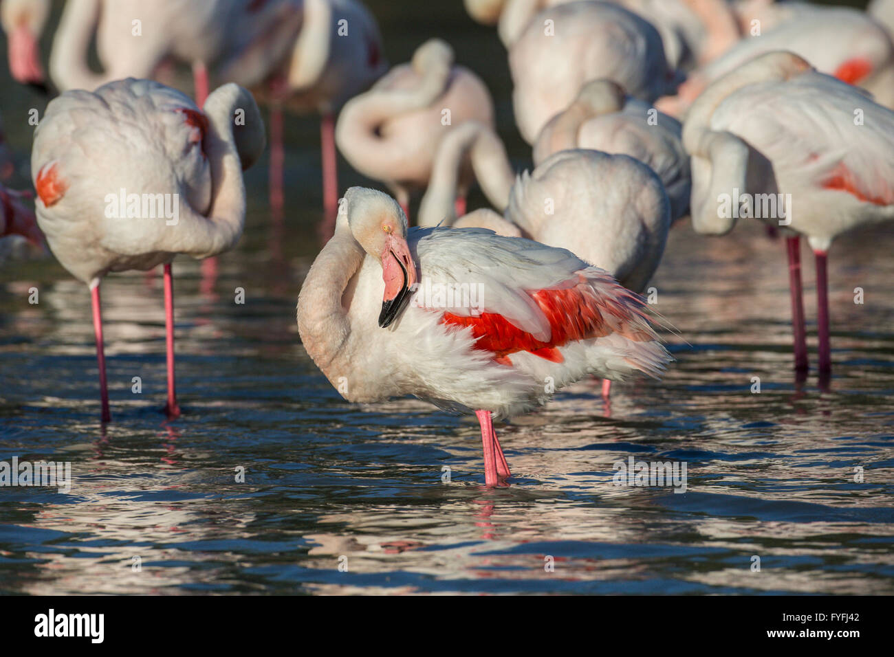Maggiore i fenicotteri (Phoenicopterus roseus), Camargue, Francia Foto Stock