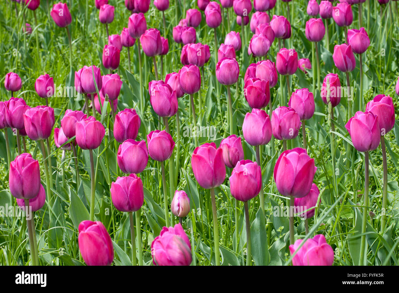 Tulipani rosa (Tulipa) Foto Stock