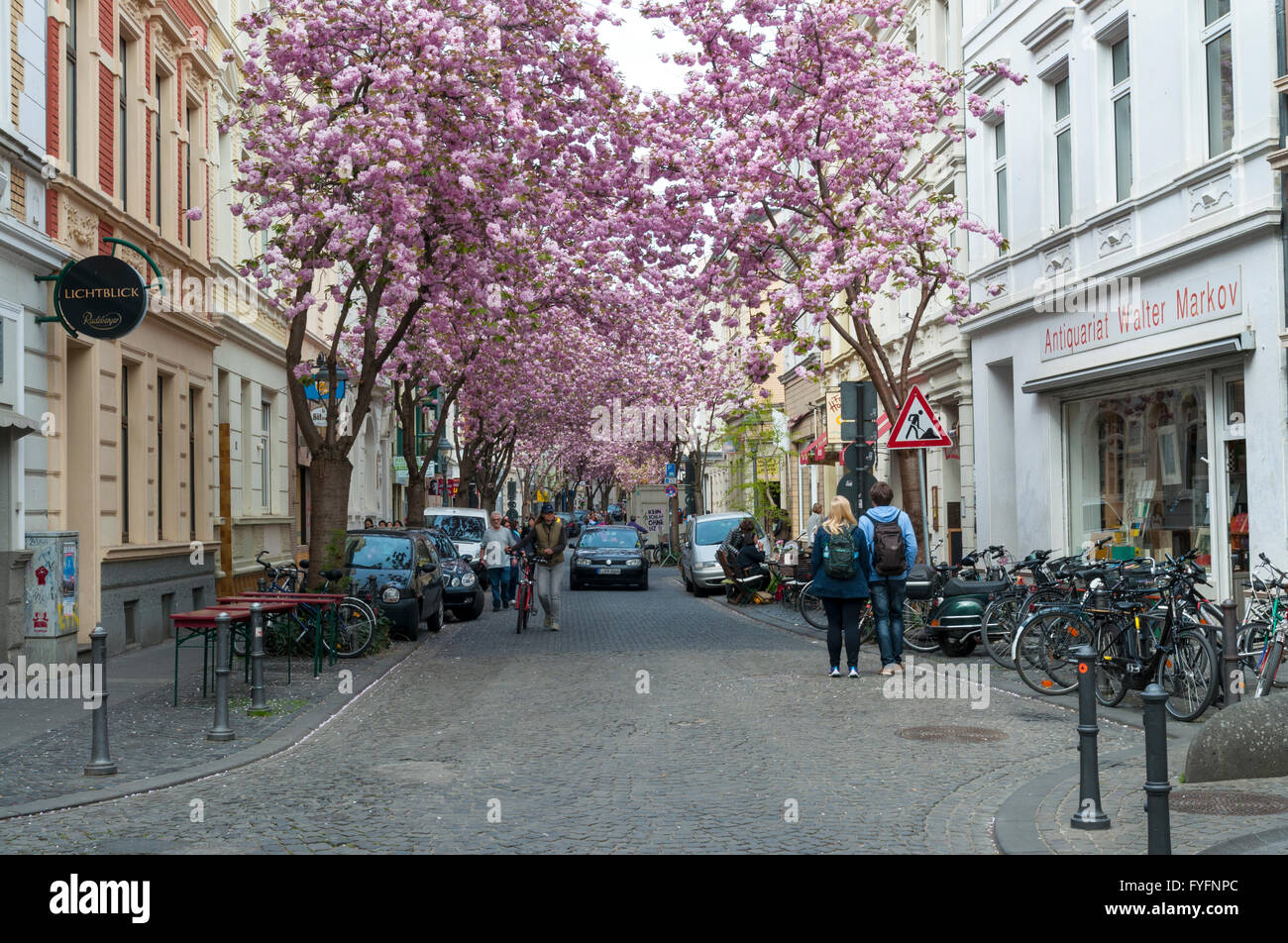 Fiore di Ciliegio tempo nella Città Vecchia di Bonn, NRW, Germania Foto Stock