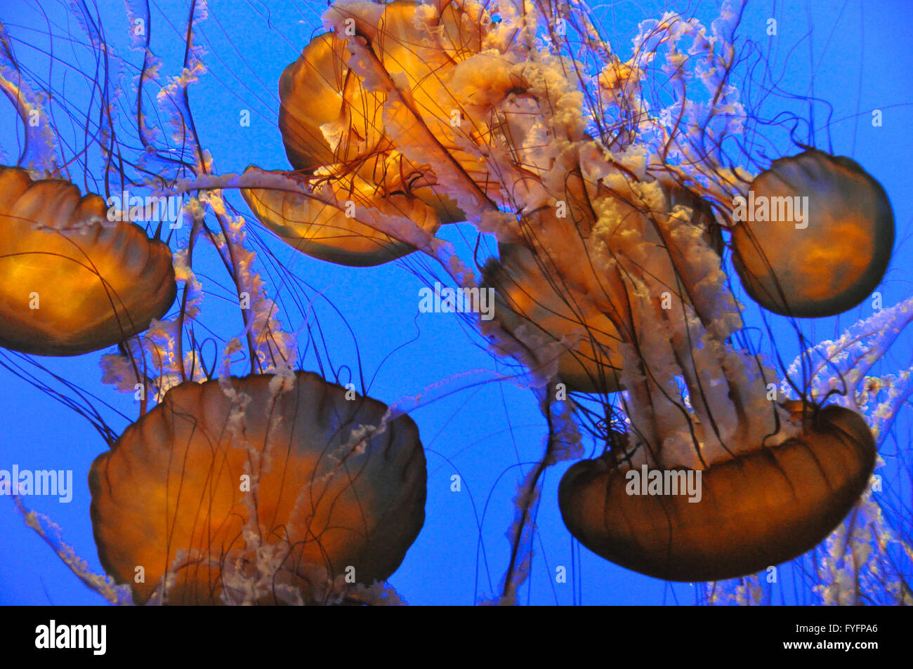 Medusa di Monterey Bay Aquarium, California Foto Stock