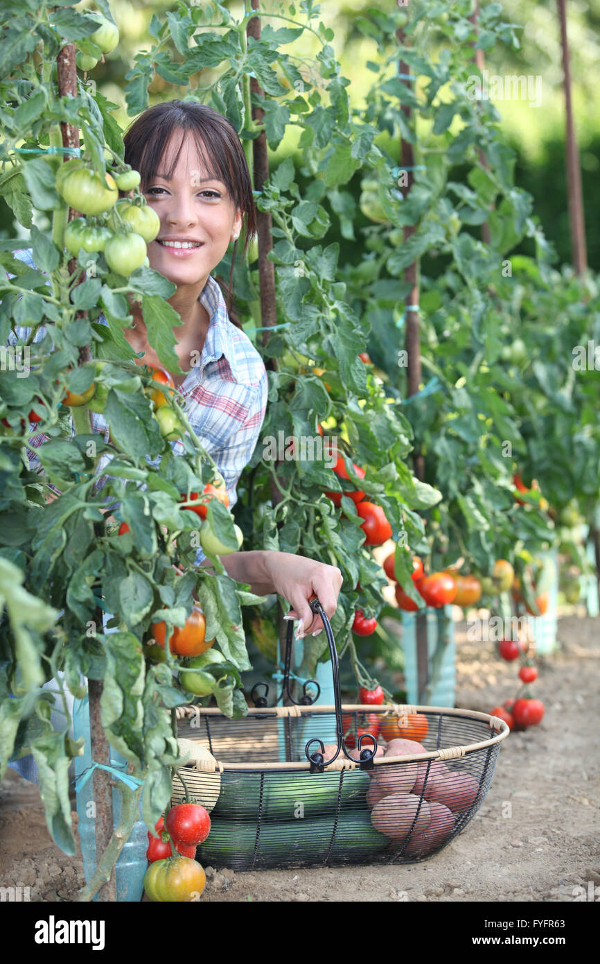 La donna la raccolta di pomodori freschi e di altri ortaggi e legumi Foto Stock