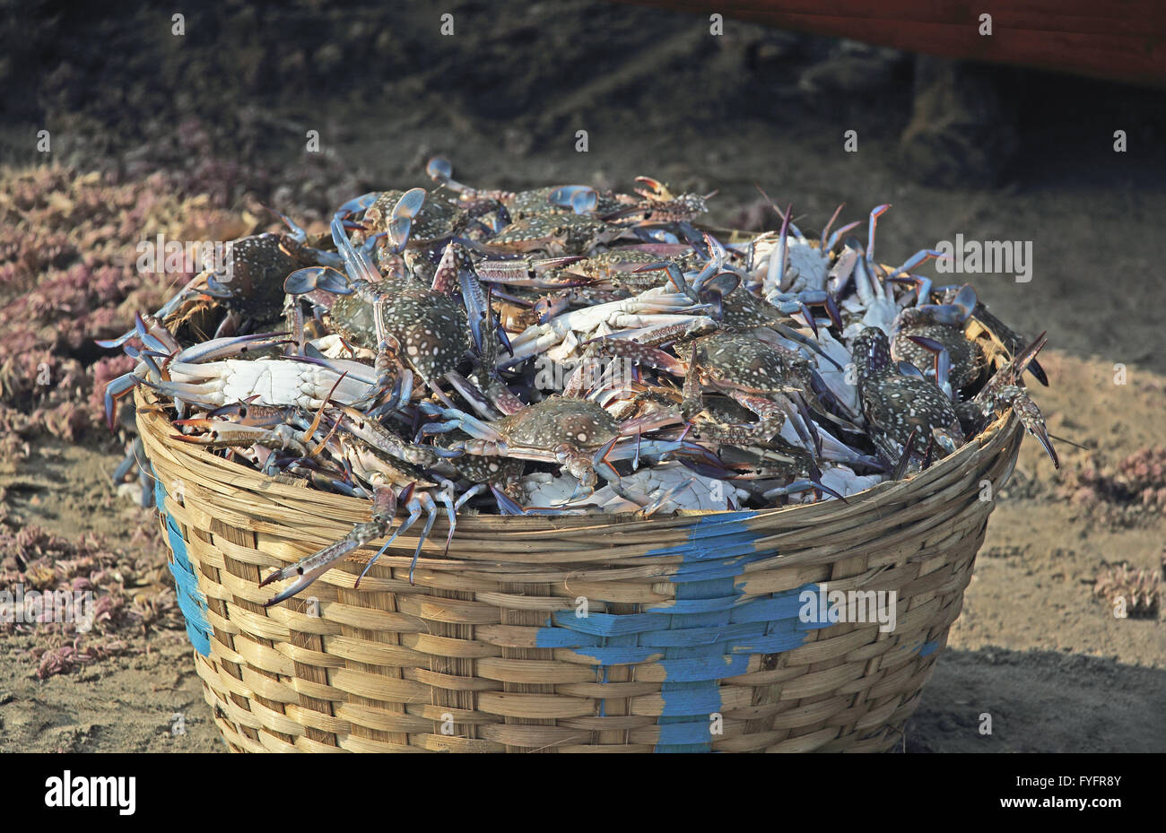 Cesto di vimini pieno di appena pescato granchi blu. Nome scientifico Portunus Pelagicus. Foto Stock