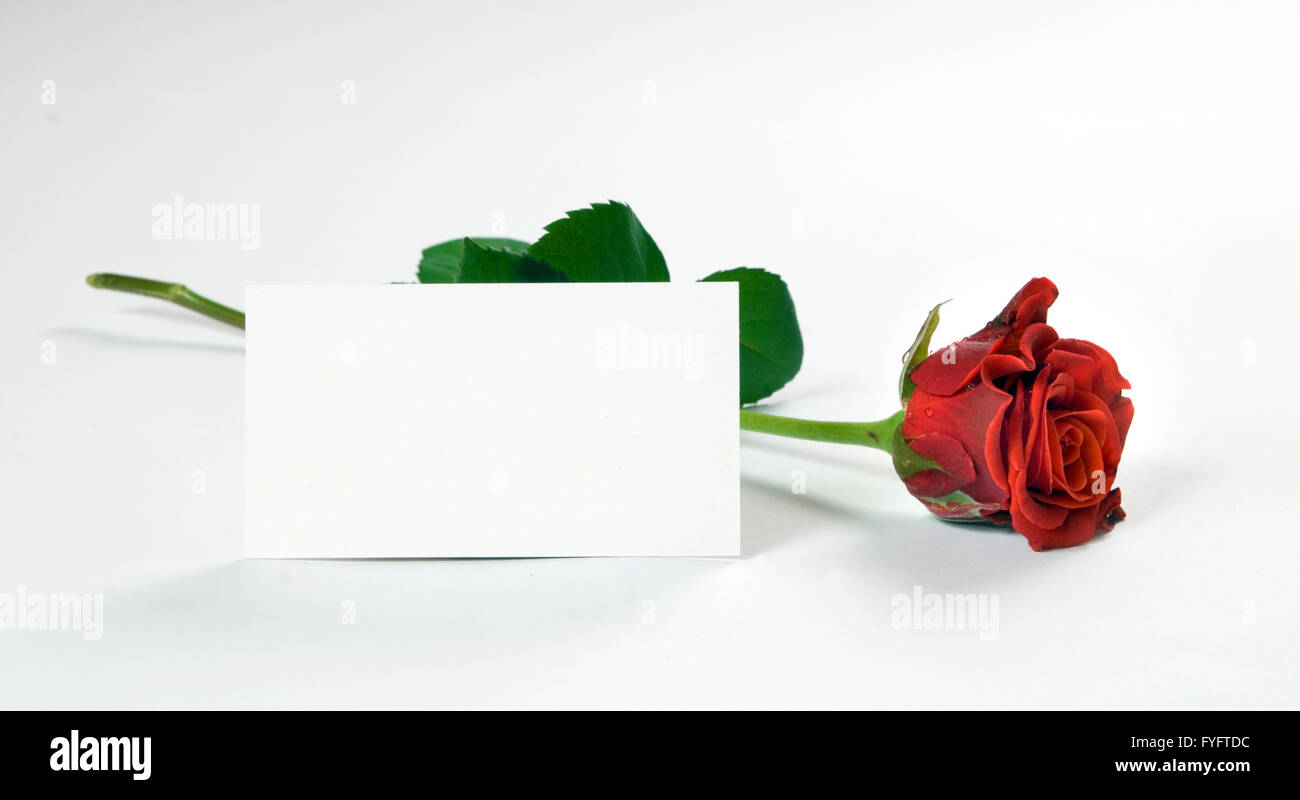 Scheda vuota e rosa su sfondo bianco Foto Stock