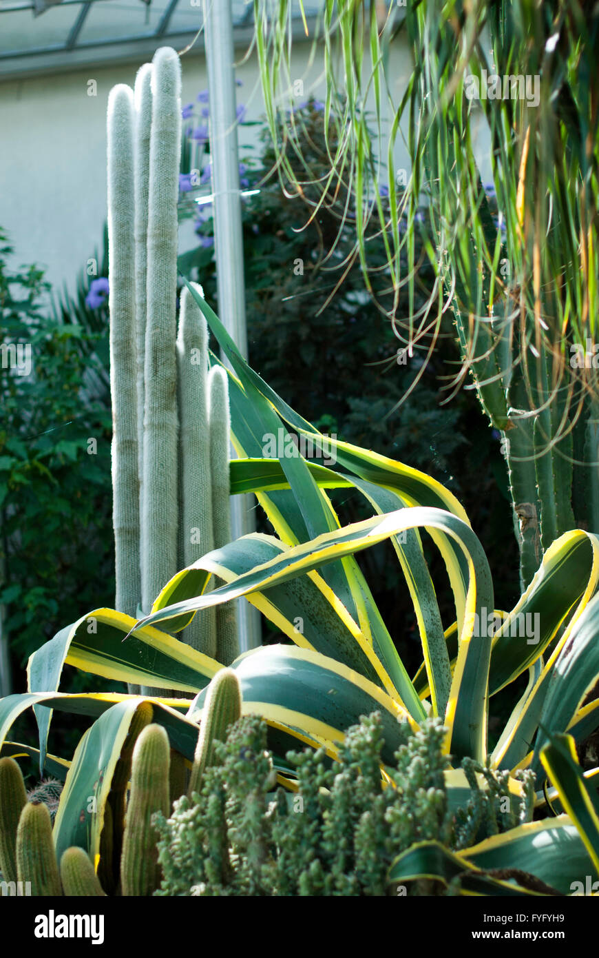 Immagine editoriale di Paxton del padiglione - serra in motivi di Giardini Botanici in Sheffield South Yorkshire. Foto Stock