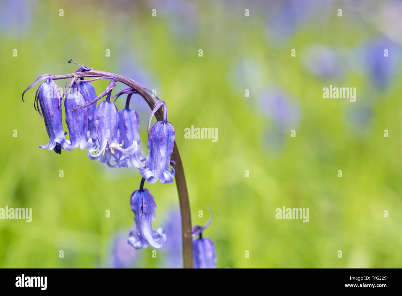 Bluebell fiori in legno Plumpton Foto Stock