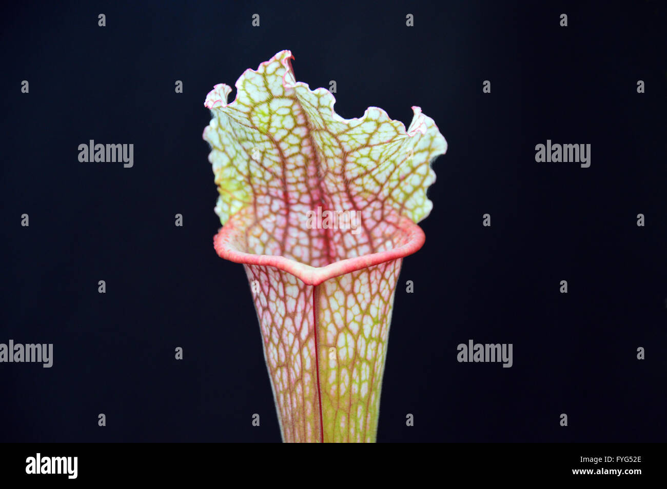 Una chiusura di un singolo Sarracenia (Juthatip Soper) volare trappola sul display a Harrogate Spring Flower Show. Yorkshire Regno Unito. Foto Stock