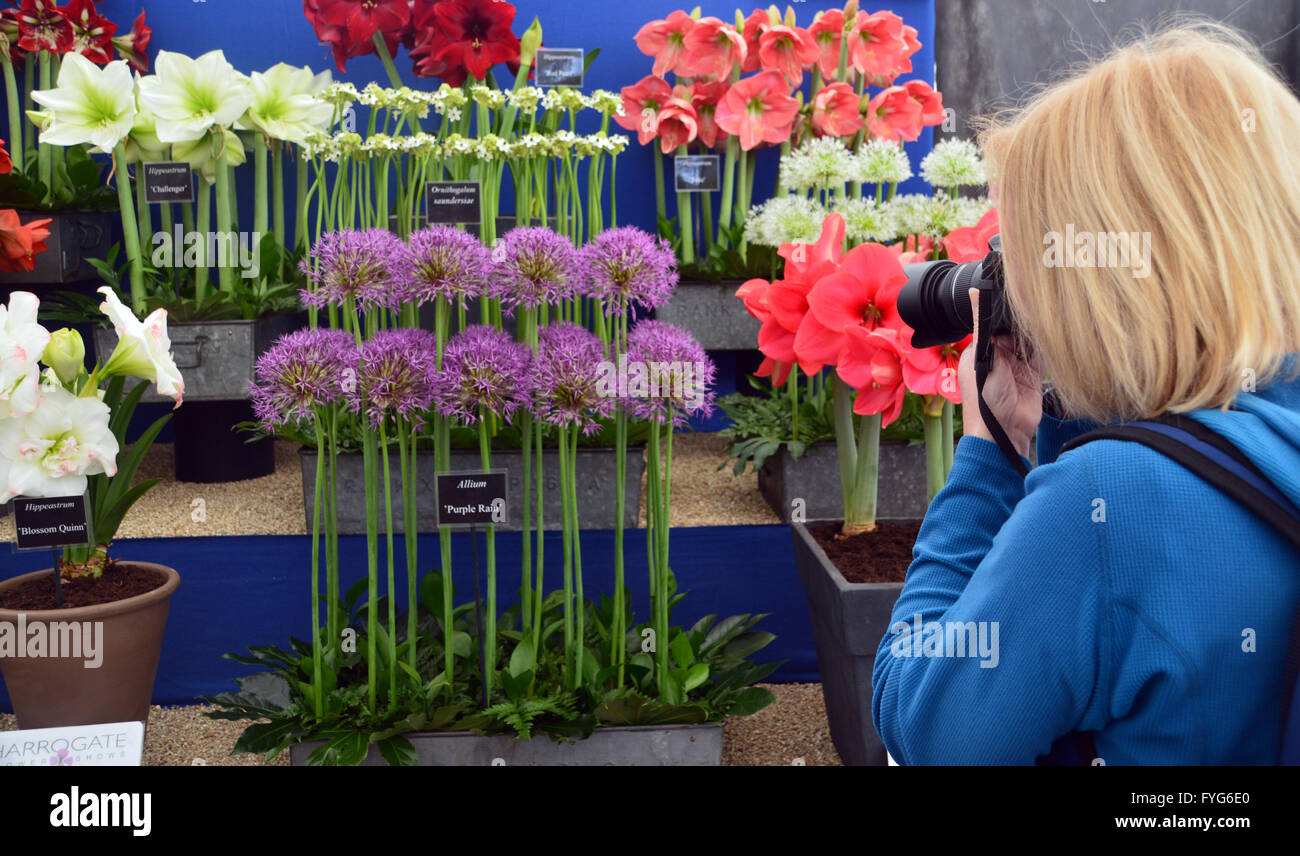 Signora scattare foto di Allium (Purple Rain) sul display nella pianta padiglione presso l' Harrogate Spring Flower Show. Yorkshire Regno Unito. Foto Stock