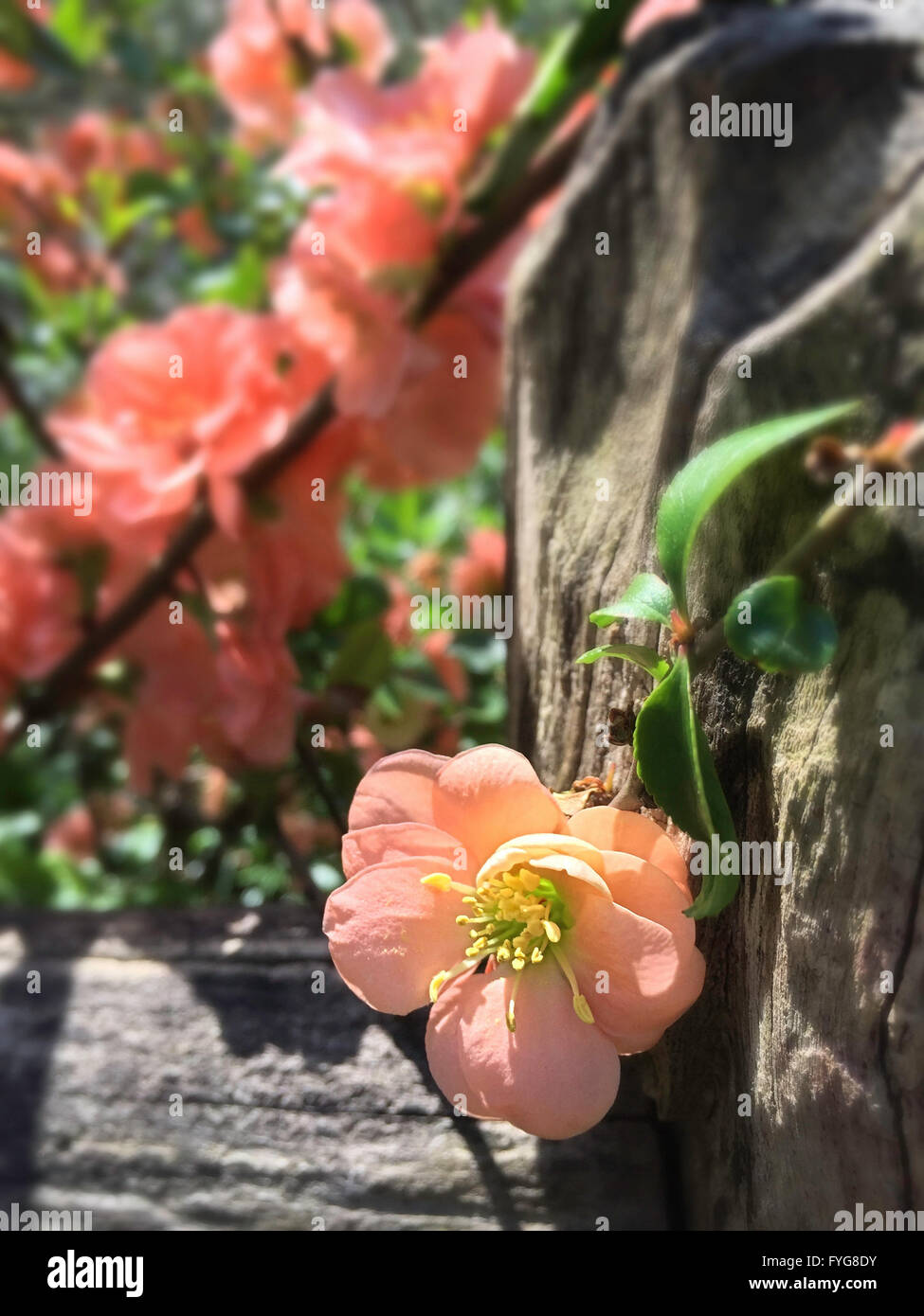 La fioritura delle piante di mela cotogna, al Central Park di New York Foto Stock