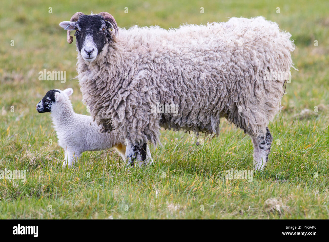 Madre pecora swaledale Pecora con agnello in un campo. femmina Pecore swaledale hanno corna. Foto Stock