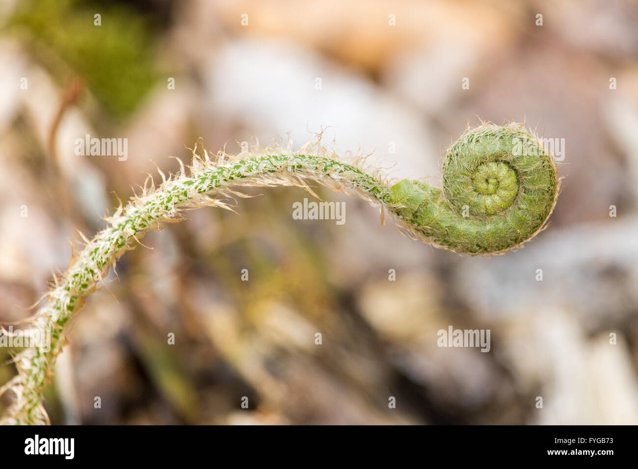 Natale fiddlehead felce. Polystichum acrostichoides Foto Stock