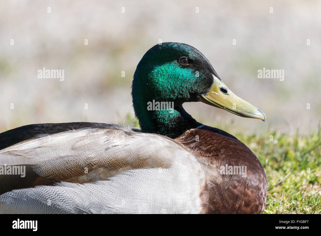 Ritratto maschile di Mallard duck. Anas platyrhynchos Famiglia: ANATIDI Foto Stock