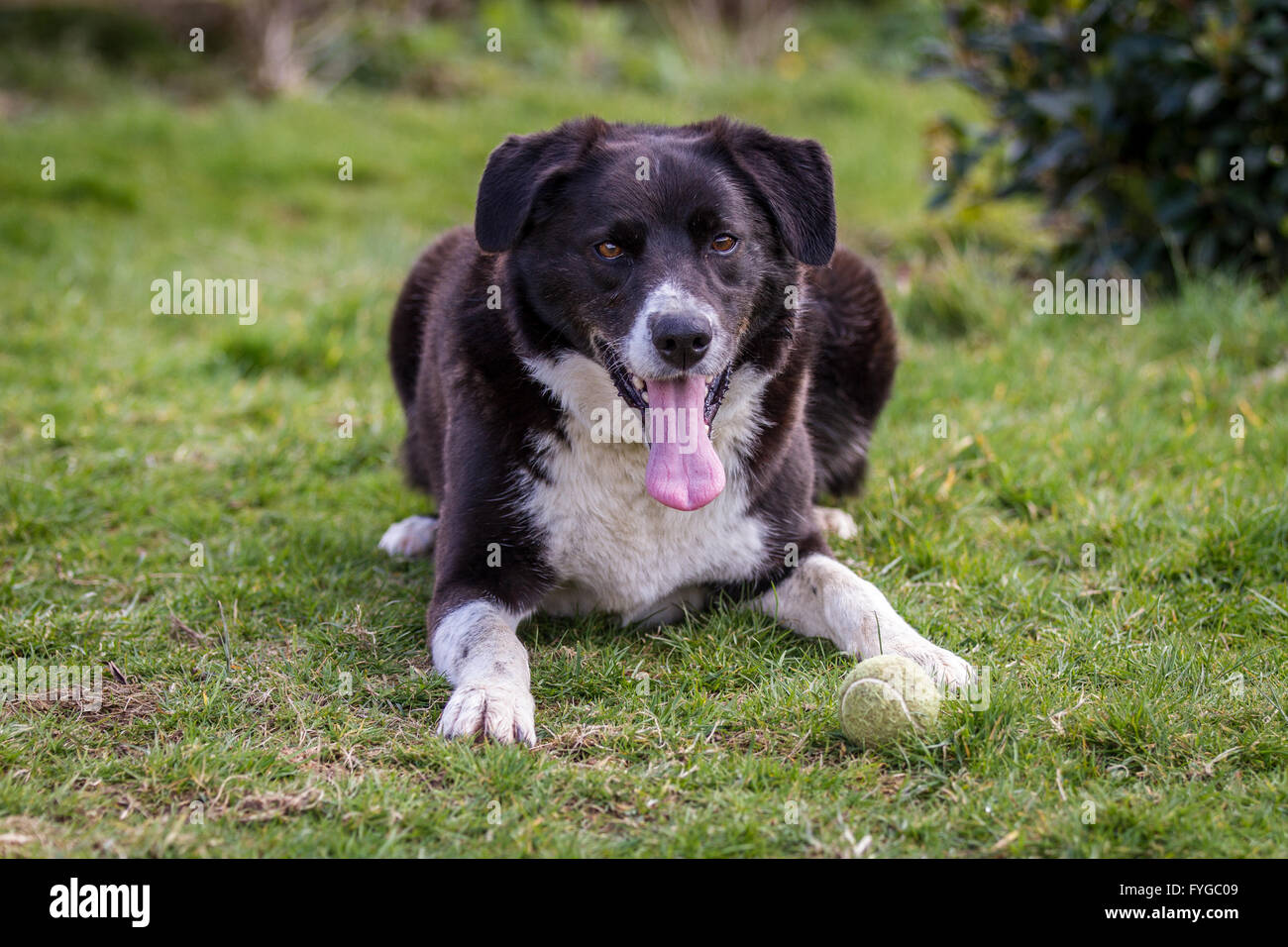 Bianco e nero Border Collie cane a croce con sfera prevista sull'erba in attesa di riproduzione. Foto Stock