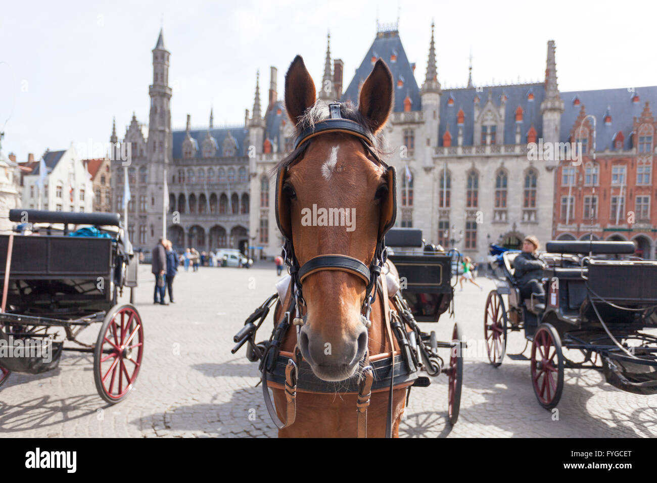 Un cavallo guardando la fotocamera sulla piazza del mercato di Bruges, Belgio. Foto Stock