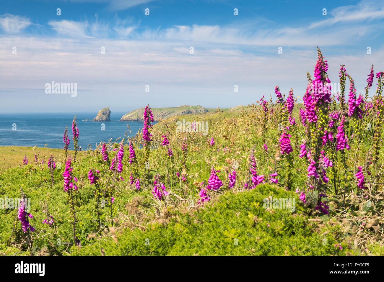 Il Deer Park vicino a Martins Haven cercando di Skomer - Pembrokeshire Foto Stock