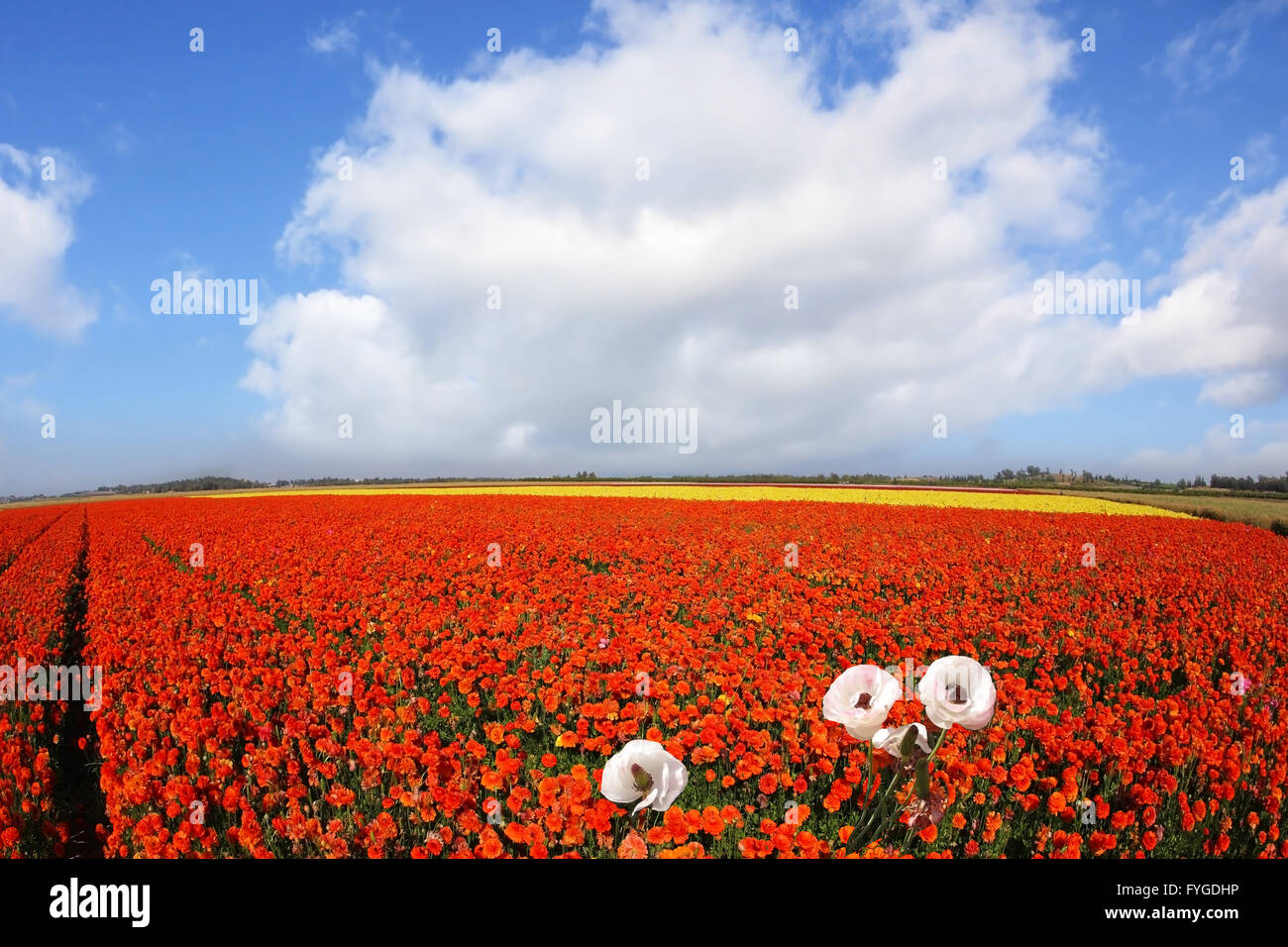 Il pittoresco campo fioritura di rosso e di giallo renoncules Foto Stock