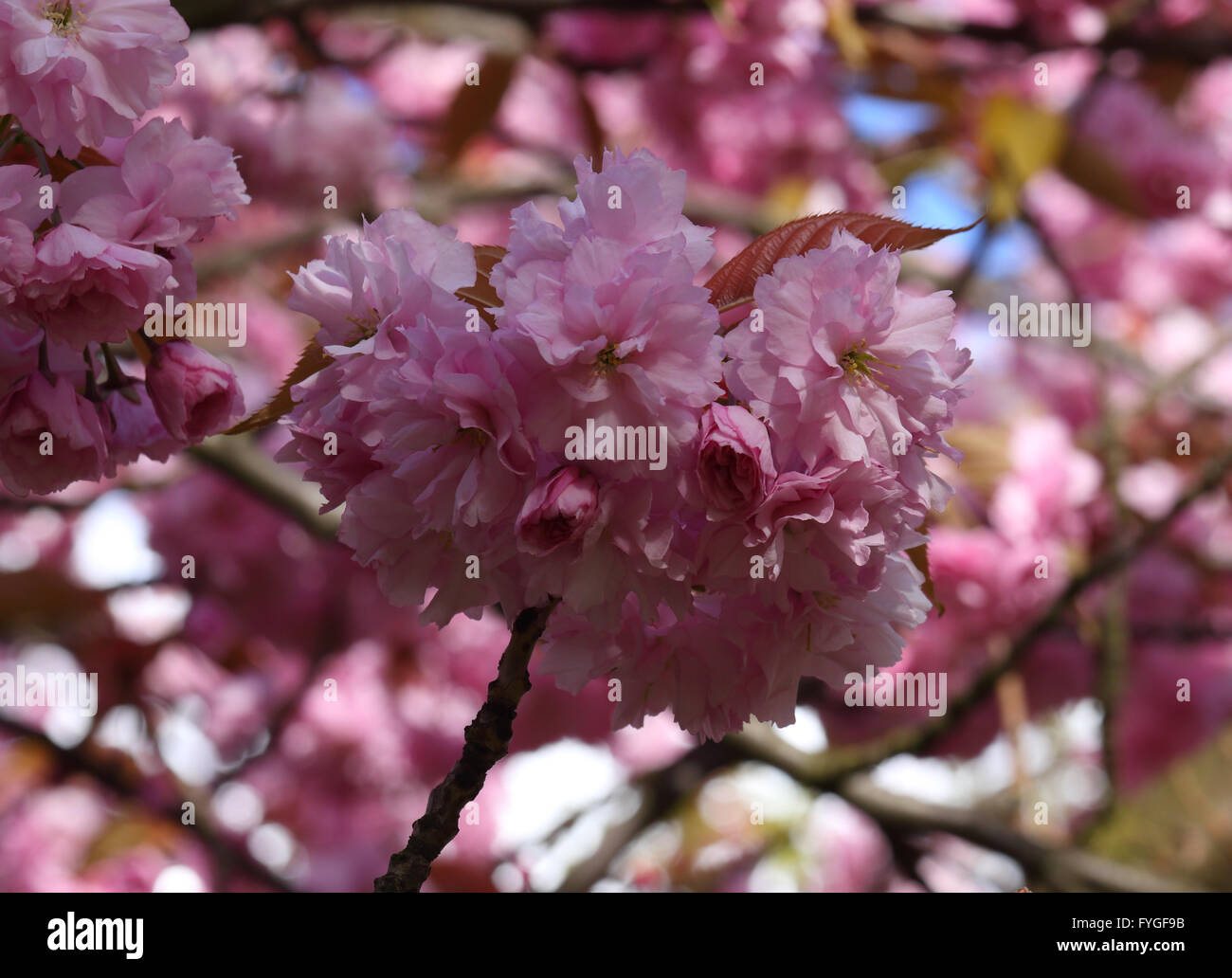 Rosa fiori di ciliegio contro un cielo blu Foto Stock