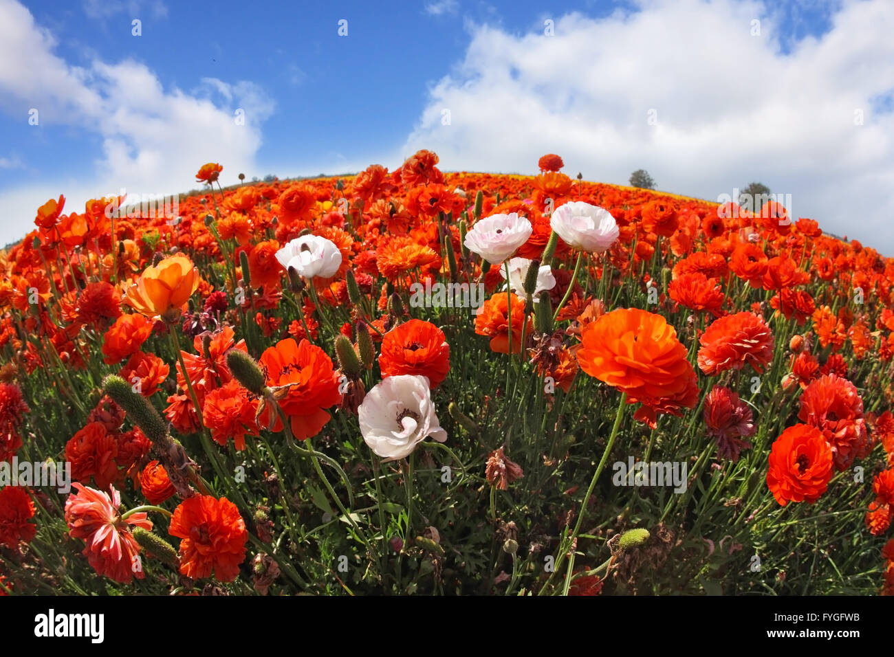 Il pittoresco campo del rosso-arancio e bianco renoncules Foto Stock