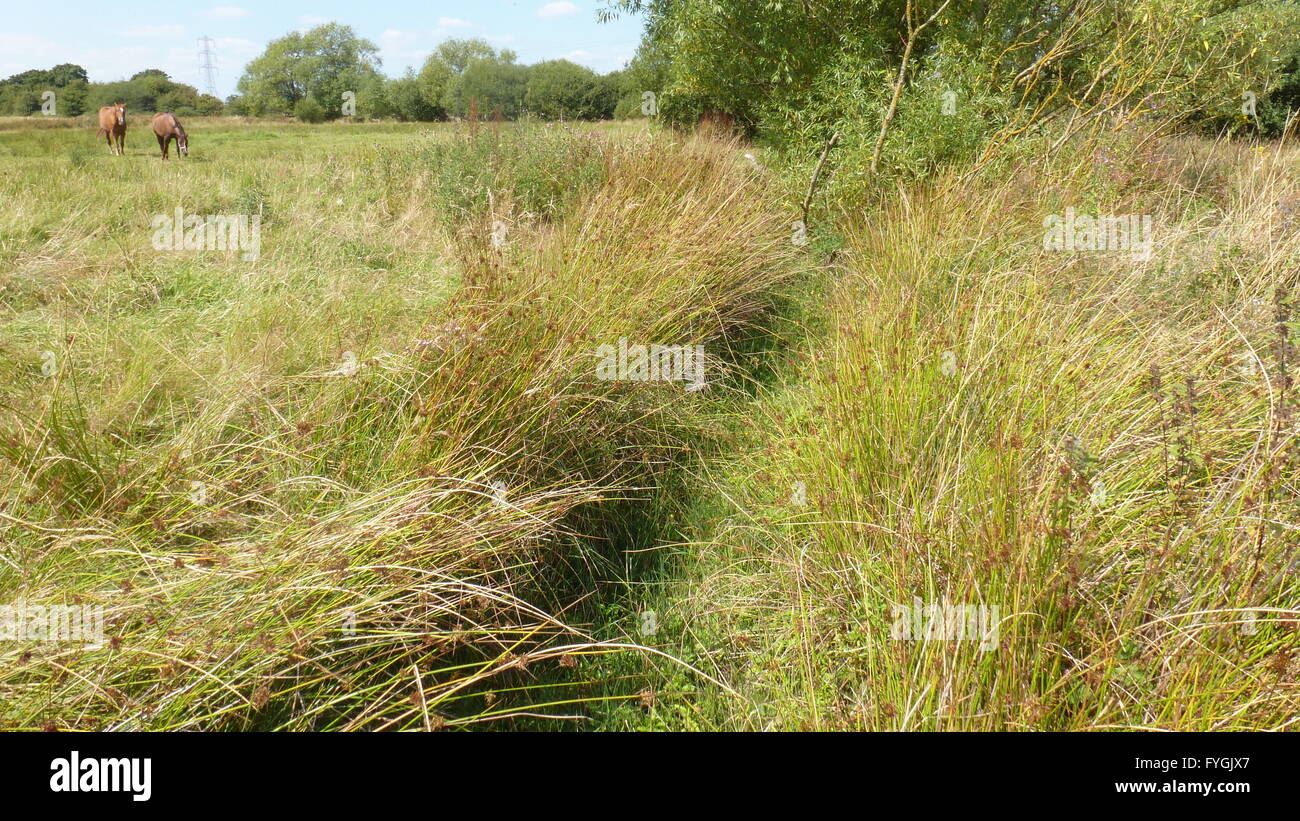 Il fosso di drenaggio di CHESHIRE REGNO UNITO Foto Stock