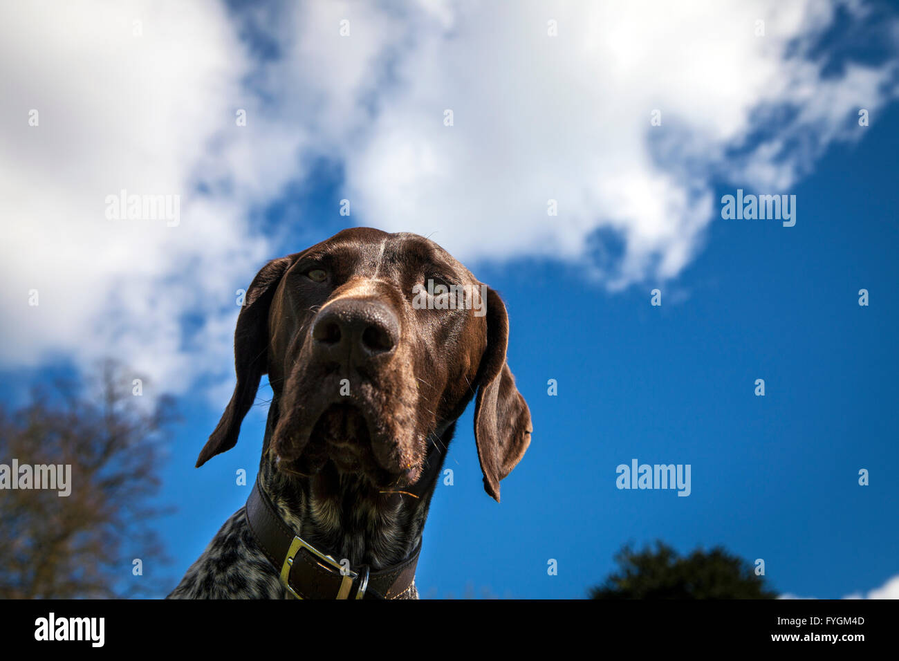 Ritratto di tedesco Shorthaired puntatore cane Foto Stock
