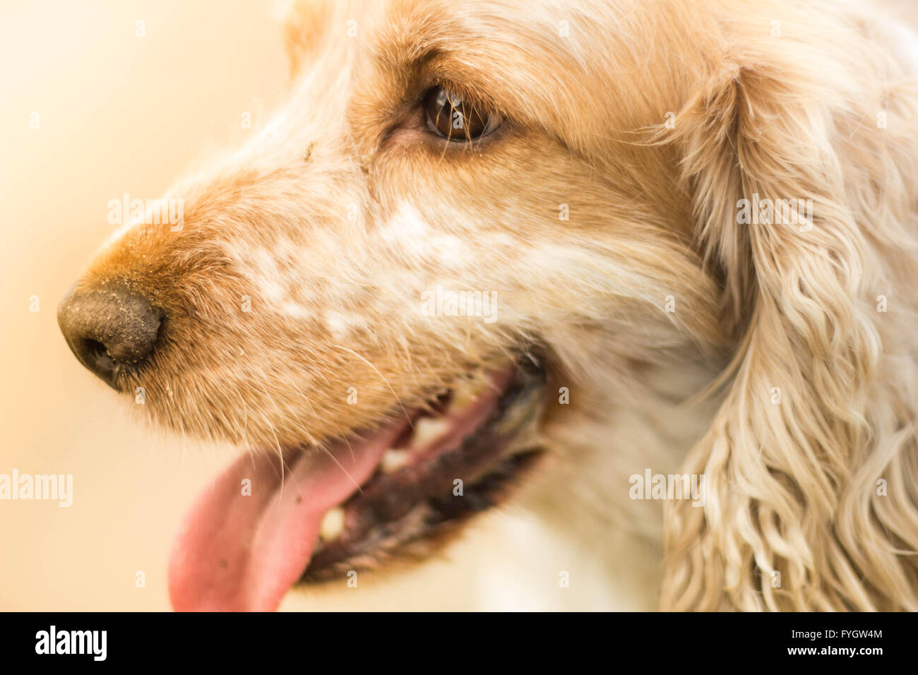 Cocker Spaniel ritratto Foto Stock