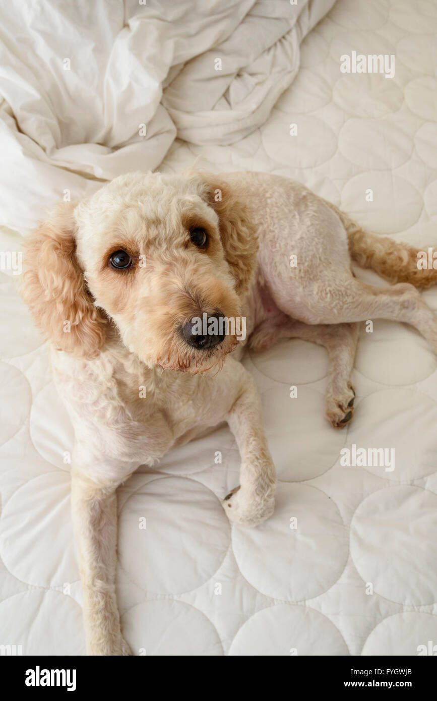 Simpatico cane labradoodle giacente su un letto disfatto e guardare in su verso la telecamera Foto Stock