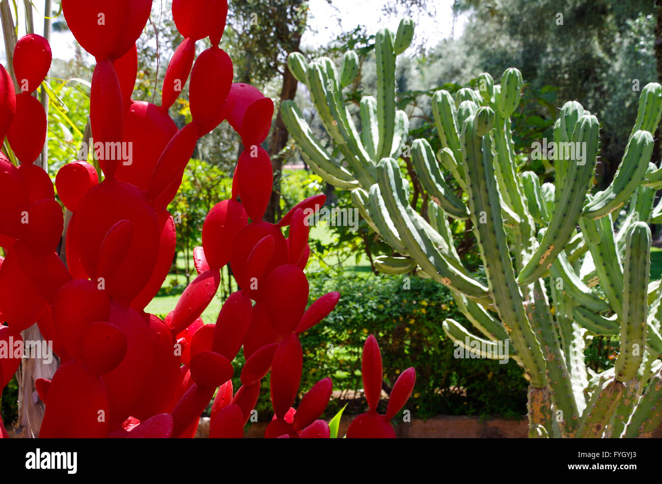 Rosso cactus di plastica accanto a una vera e propria Myrtillocactus Geometrizans nei giardini del Mamounia hotel in Marrakech, Marocco Foto Stock