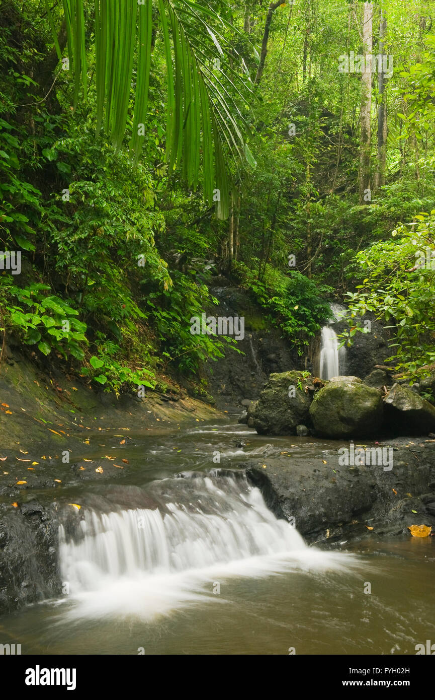 Cascate sul piccolo ruscello, Mt. Tompotika riserva forestale, Mt. Tompotika, Sulawesi centrali, Indonesia Foto Stock