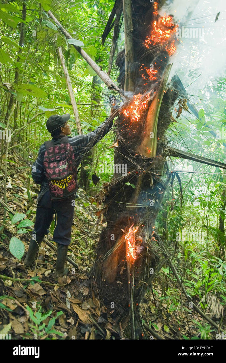 Hunter fuma fuori Cuscus nella foresta pluviale palm, Sulawesi Centrali, Indonesia Foto Stock