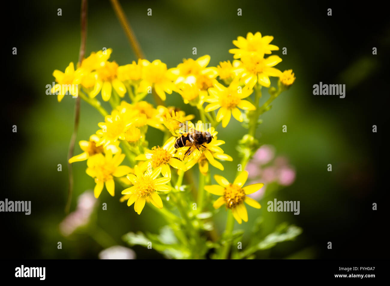 Wasp su un fiore selvatico in Hengoed Parc Caerphilly Sud ales UK. Preso in una calda giornata d'estate. Foto Stock
