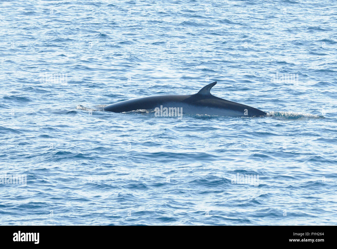 Il dorso e la pinna dorsale di un Antartico Minke Whale (Balaenoptera bonaerensis). Speranza Bay, Trinità Penisola Antartica Foto Stock