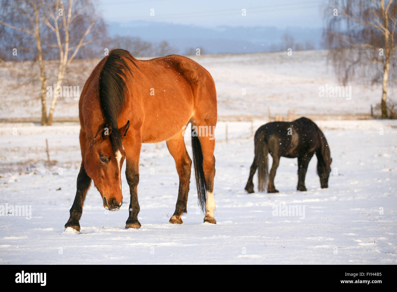 Rurale scena con due cavalli nella neve in una fredda giornata invernale. Foto Stock