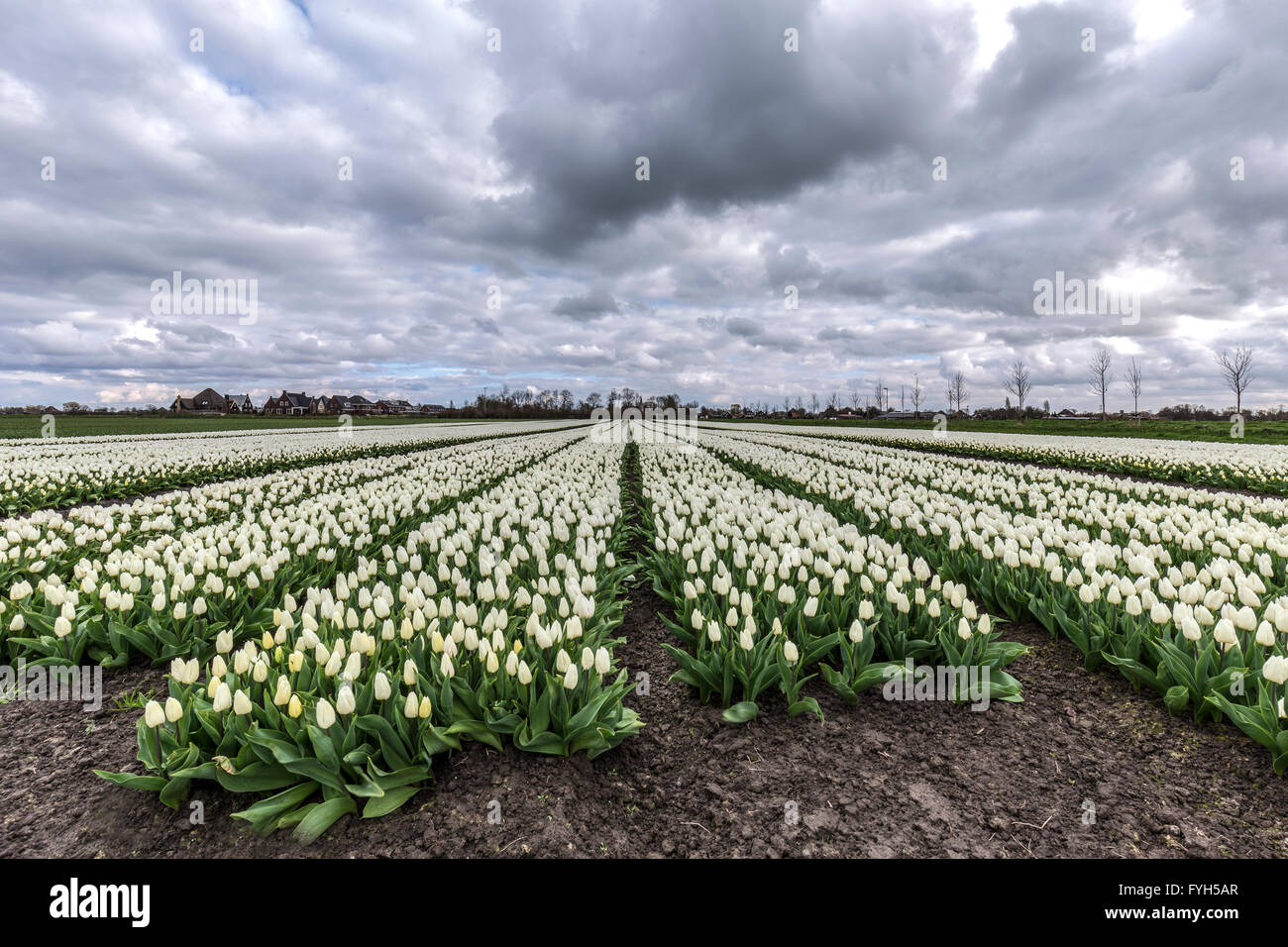 Cielo tempestoso con un bel bianco campo di tulipani nei Paesi Bassi in primavera. Foto Stock