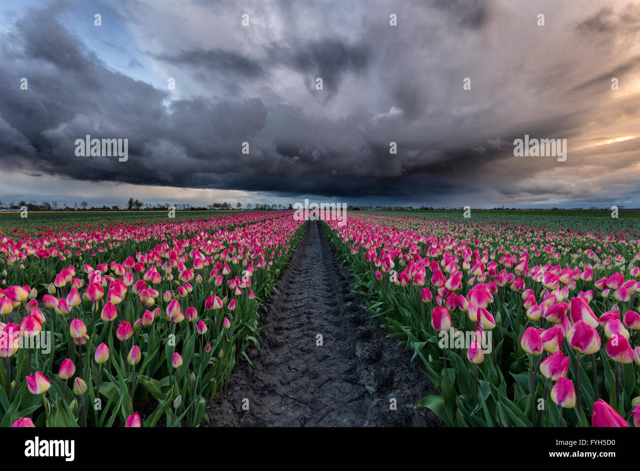 Cielo tempestoso da una bella rosa con tulipano bianco campo nei Paesi Bassi al tempo primaverile. Foto Stock