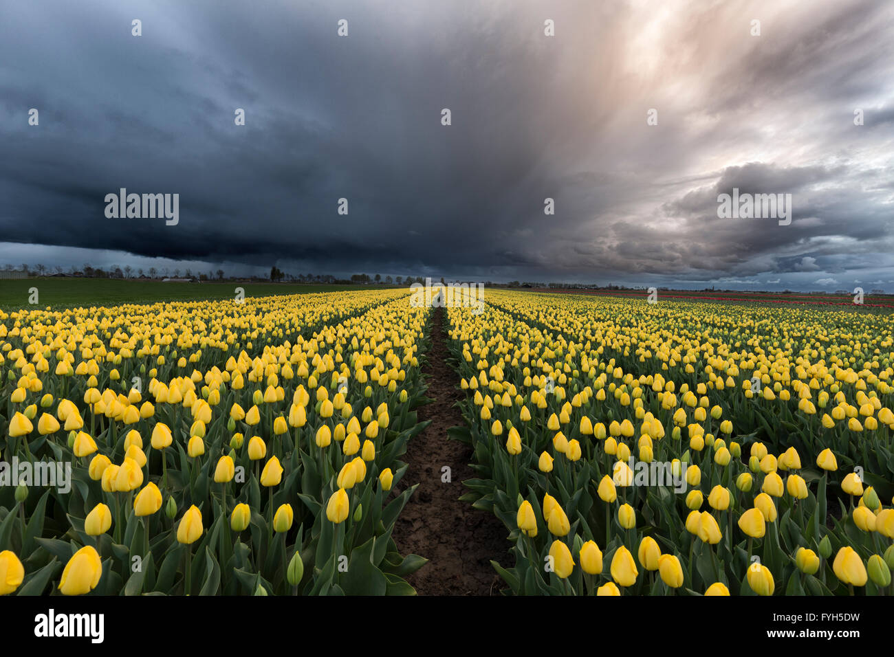Cielo tempestoso da un bel giallo campo di tulipani nei Paesi Bassi in primavera. Foto Stock