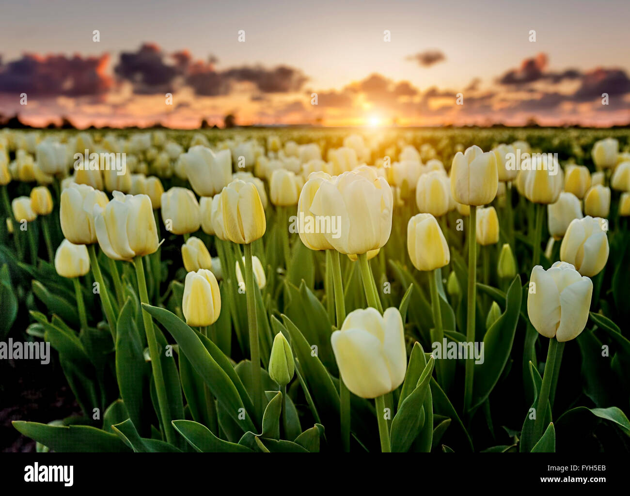 Tramonto da un bellissimo campo di tulipani nei Paesi Bassi in primavera. Foto Stock