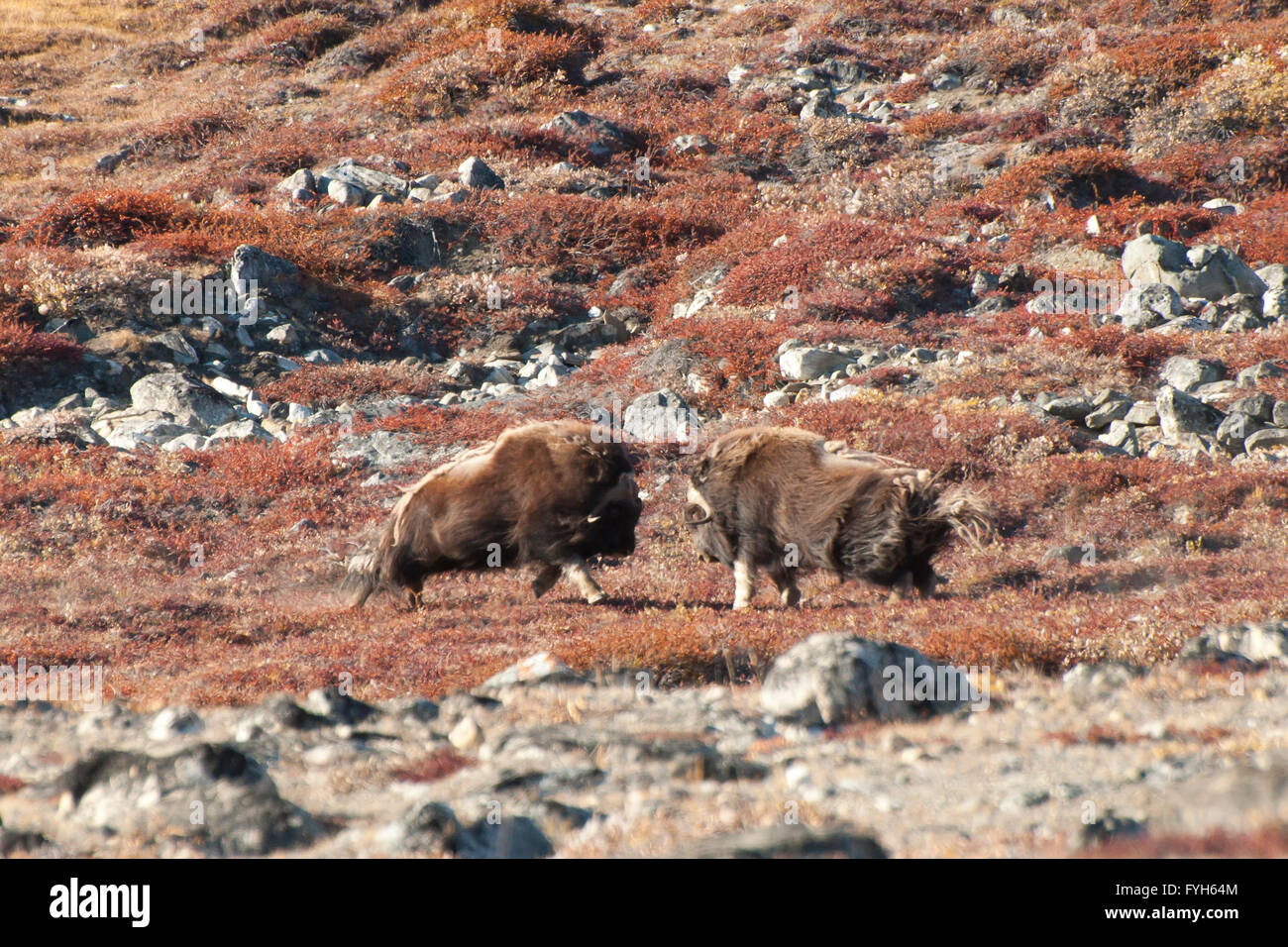 Musk Ox duello - Groenlandia Foto Stock