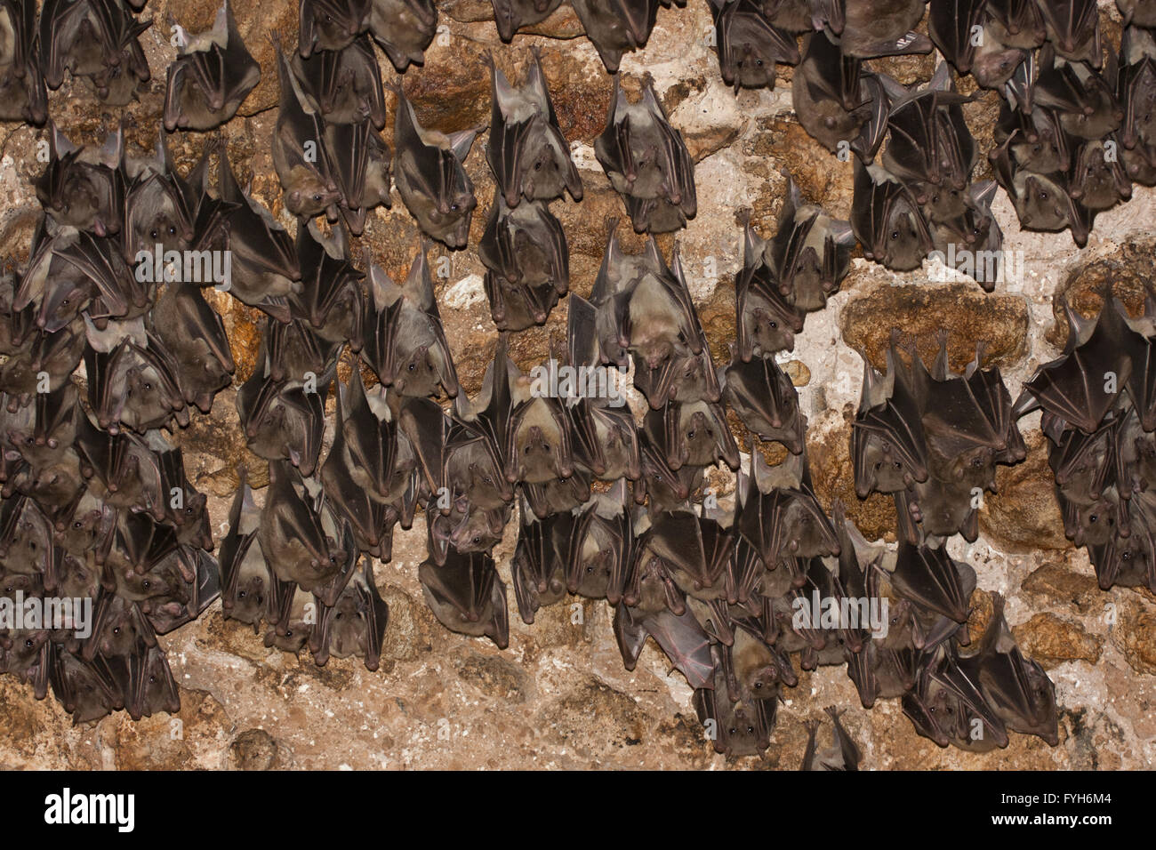 Frutta egiziana Bat (Rousettus aegyptiacus) su di una grotta la parete. Fotografato nel Judaean Hills, Israele Foto Stock