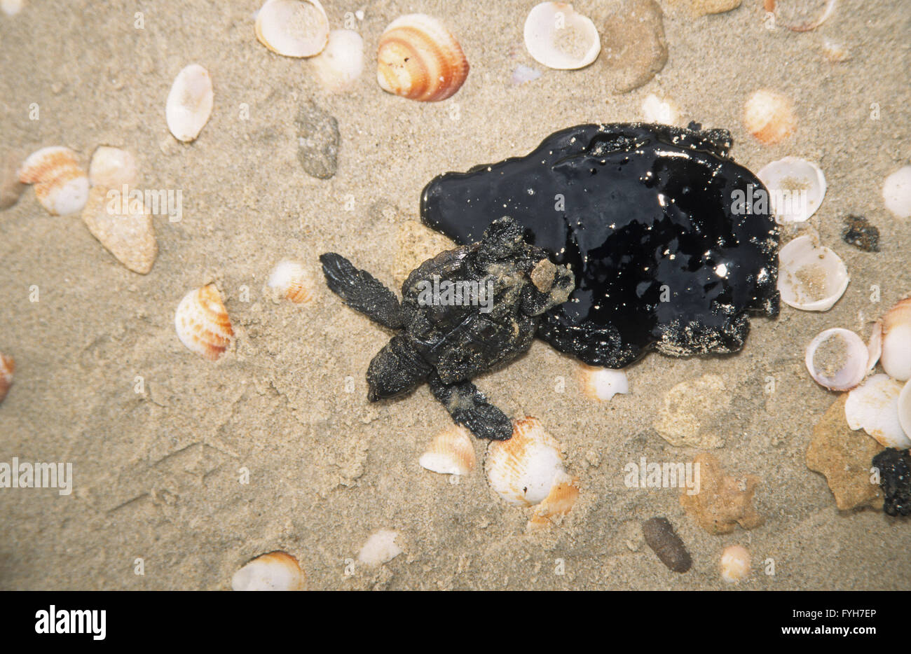 Inquinamento marino - giovani tartarughe marine bloccato in petrolio greggio Foto Stock