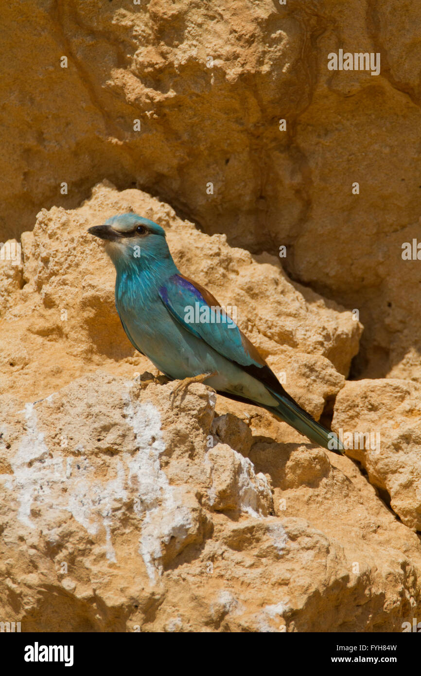 Rullo europea (Coracias garrulus) su un ramo. Questo uccello migrante è il solo rullo bird membro della famiglia di razza in Europa. Esso Foto Stock