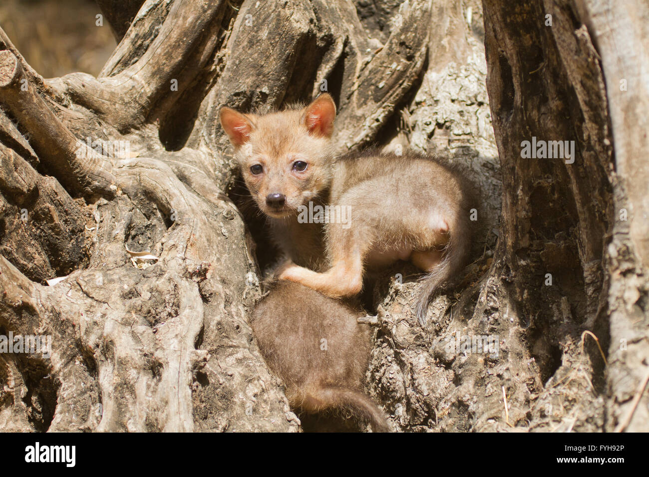 I cuccioli di Golden Jackal (Canis aureus), chiamato anche asiatico orientale o Jackal comune in una tana in un albero di olivo, fotografia Foto Stock